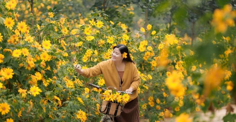 Rực rỡ mùa hoa dã quỳ ở Ninh Bình