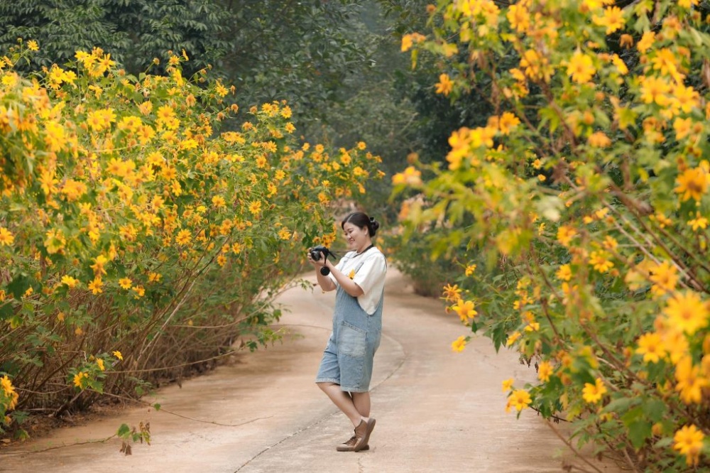 Rực rỡ mùa hoa dã quỳ ở Ninh Bình