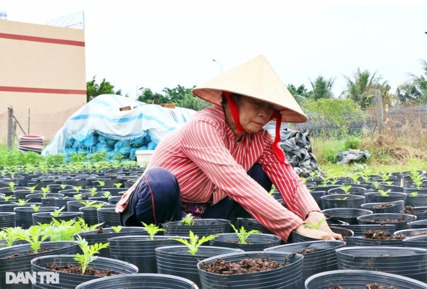 Người dân bắt đầu tách hoa cúc sang các chậu nhỏ để chuẩn bị cho thị trường Tết (Ảnh: Bảo Trân).