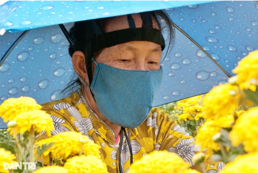 Người dân trồng và chăm sóc cúc bán ngày thường để tạo thêm thu nhập trước Tết (Ảnh: Bảo Trân).