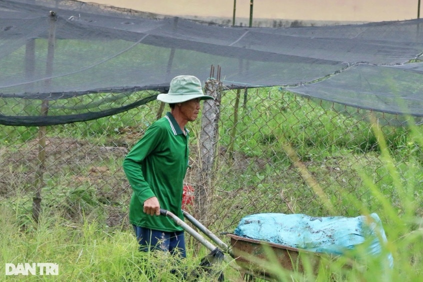 Theo nhiều nông dân, trồng hoa Tết khá vất vả và mất rất nhiều công sức vì phải làm sao cho kịp thời gian (Ảnh: Bảo Trân).