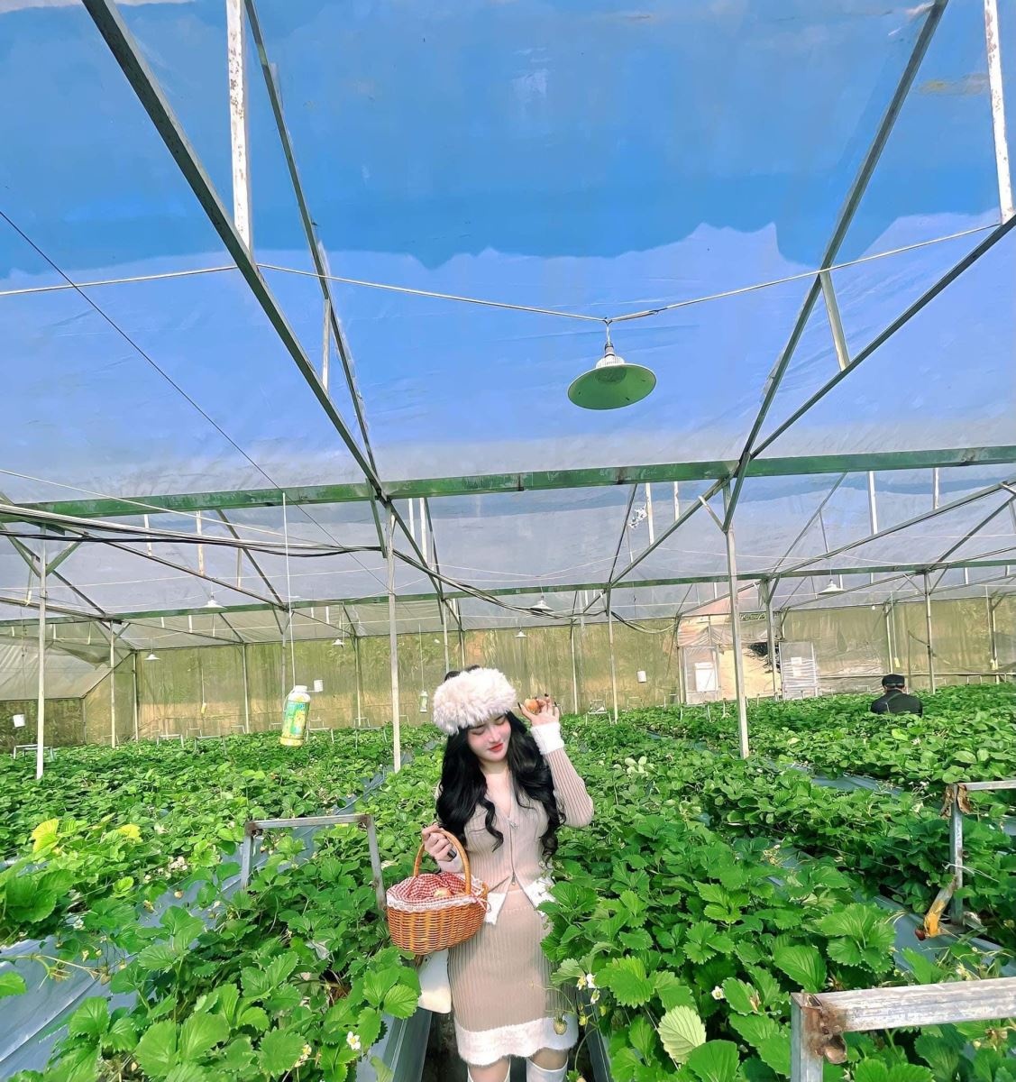 Lạc lối giữa vườn dâu tây Sa Pa