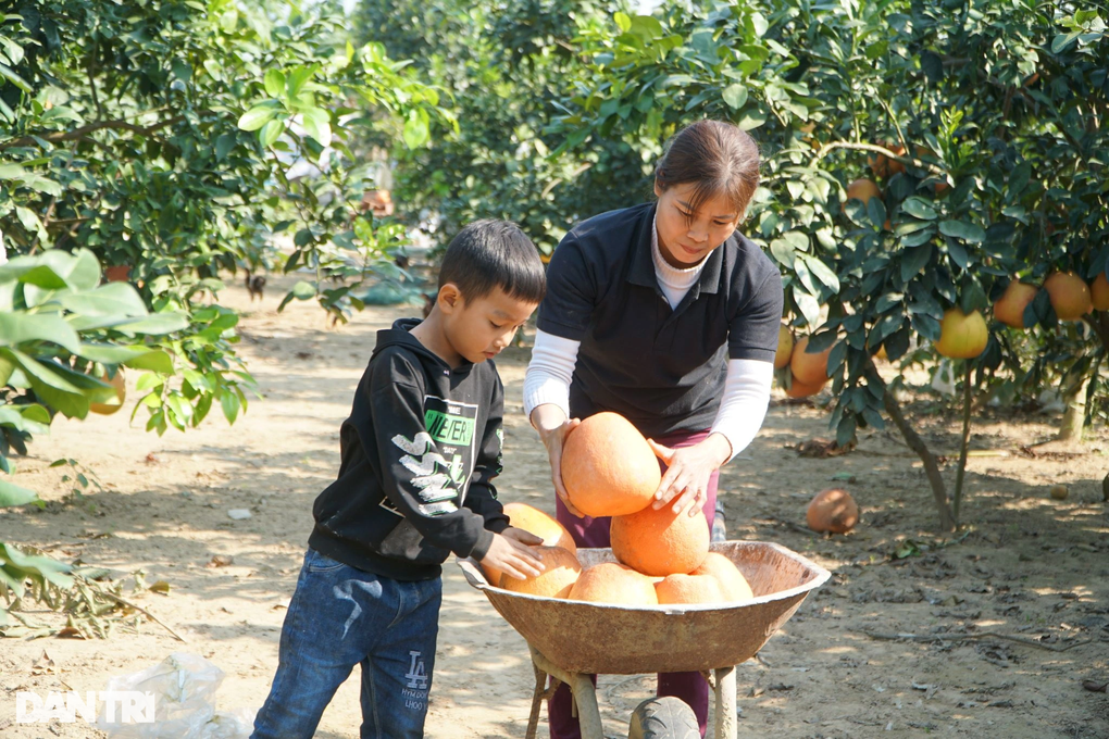 Cặp vợ chồng kiếm 200 triệu đồng vụ tết nhờ giống bưởi tiến vua - 2