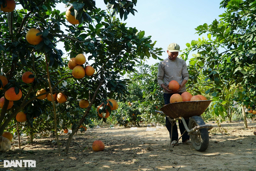 Cặp vợ chồng kiếm 200 triệu đồng vụ tết nhờ giống bưởi tiến vua - 3