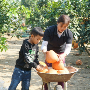 Cặp vợ chồng kiếm 200 triệu đồng vụ tết nhờ giống bưởi 