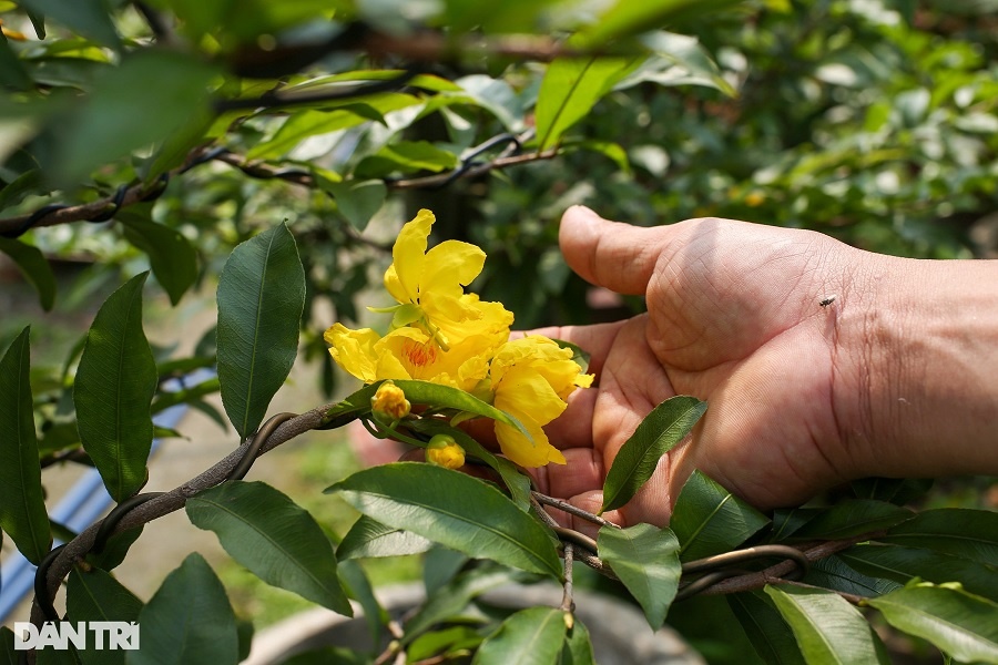 Người trồng mai ở TPHCM thấp thỏm trước Tết Nguyên đán