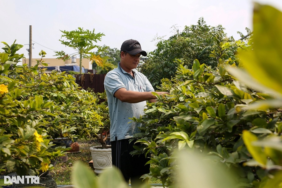 Người trồng mai ở TPHCM thấp thỏm trước Tết Nguyên đán