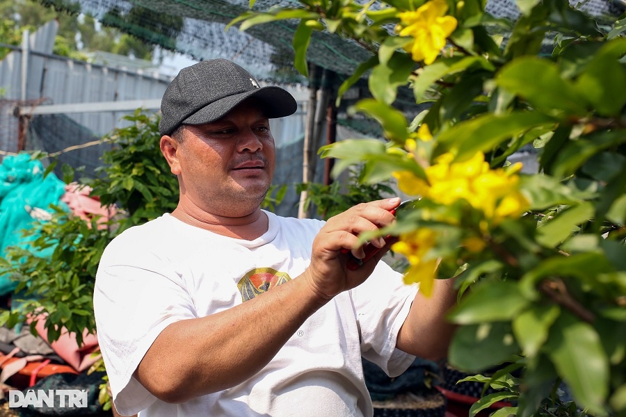 Người trồng mai ở TPHCM thấp thỏm trước Tết Nguyên đán