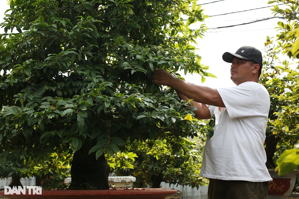 Người trồng mai ở TPHCM thấp thỏm trước Tết Nguyên đán