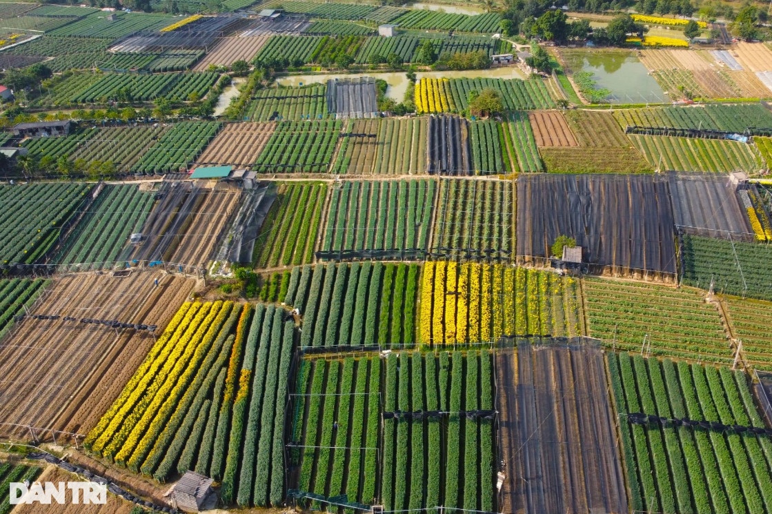 Vựa hoa lớn nhất xứ Thanh tất bật vụ Tết Nguyên đán