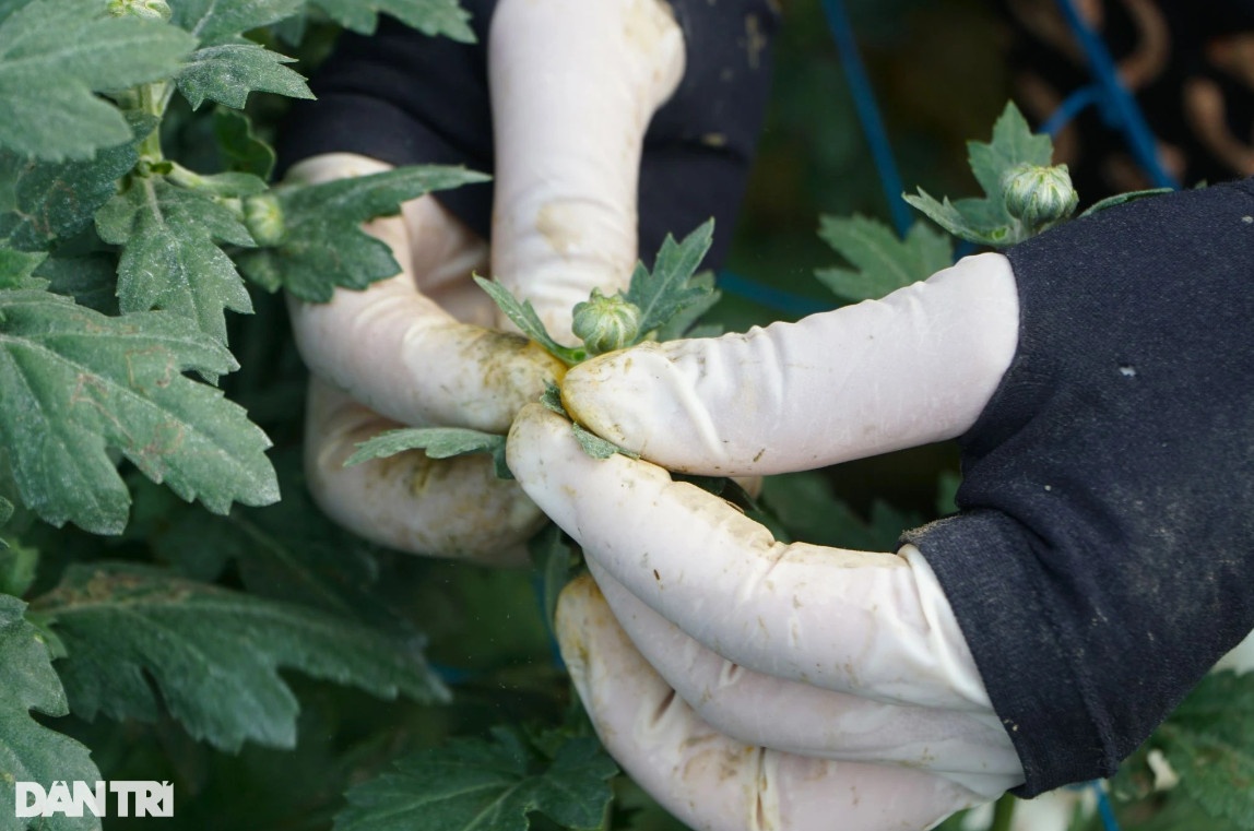 Vựa hoa lớn nhất xứ Thanh tất bật vụ Tết Nguyên đán