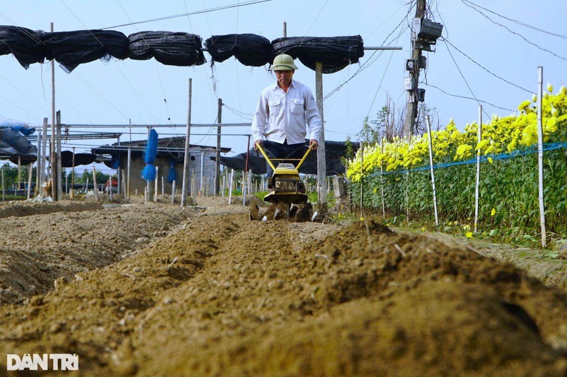 Vựa hoa lớn nhất xứ Thanh tất bật vụ Tết Nguyên đán
