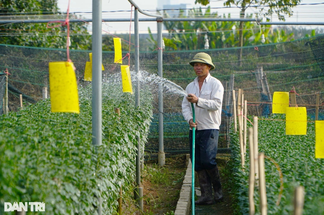 Vựa hoa lớn nhất xứ Thanh tất bật vụ Tết Nguyên đán