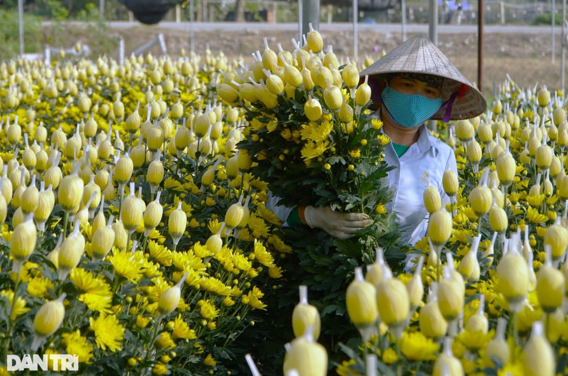Vựa hoa lớn nhất xứ Thanh tất bật vụ Tết Nguyên đán
