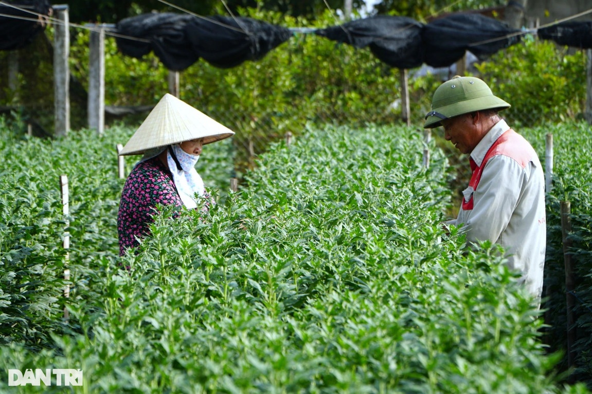 Vựa hoa lớn nhất xứ Thanh tất bật vụ Tết Nguyên đán