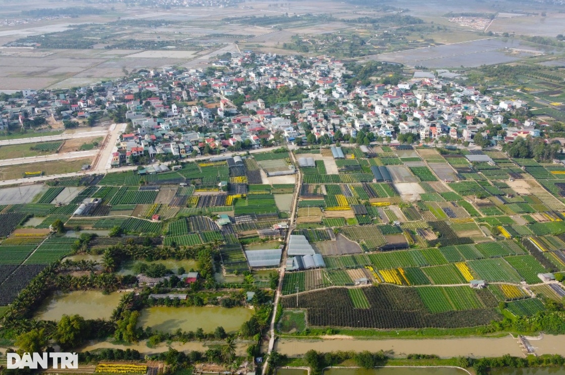 Vựa hoa lớn nhất xứ Thanh tất bật vụ Tết Nguyên đán