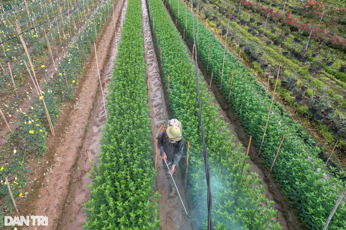 Vùng trồng hoa Mê Linh hối hả vào vụ Tết