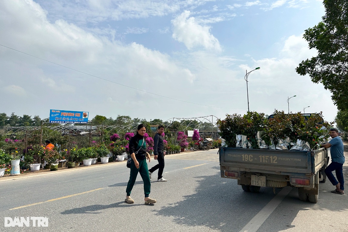 Quốc lộ 23 đi xuyên qua chợ hoa Mê Linh là con đường trung chuyển những chuyến xe hoa đi khắp mọi miền đất nước.