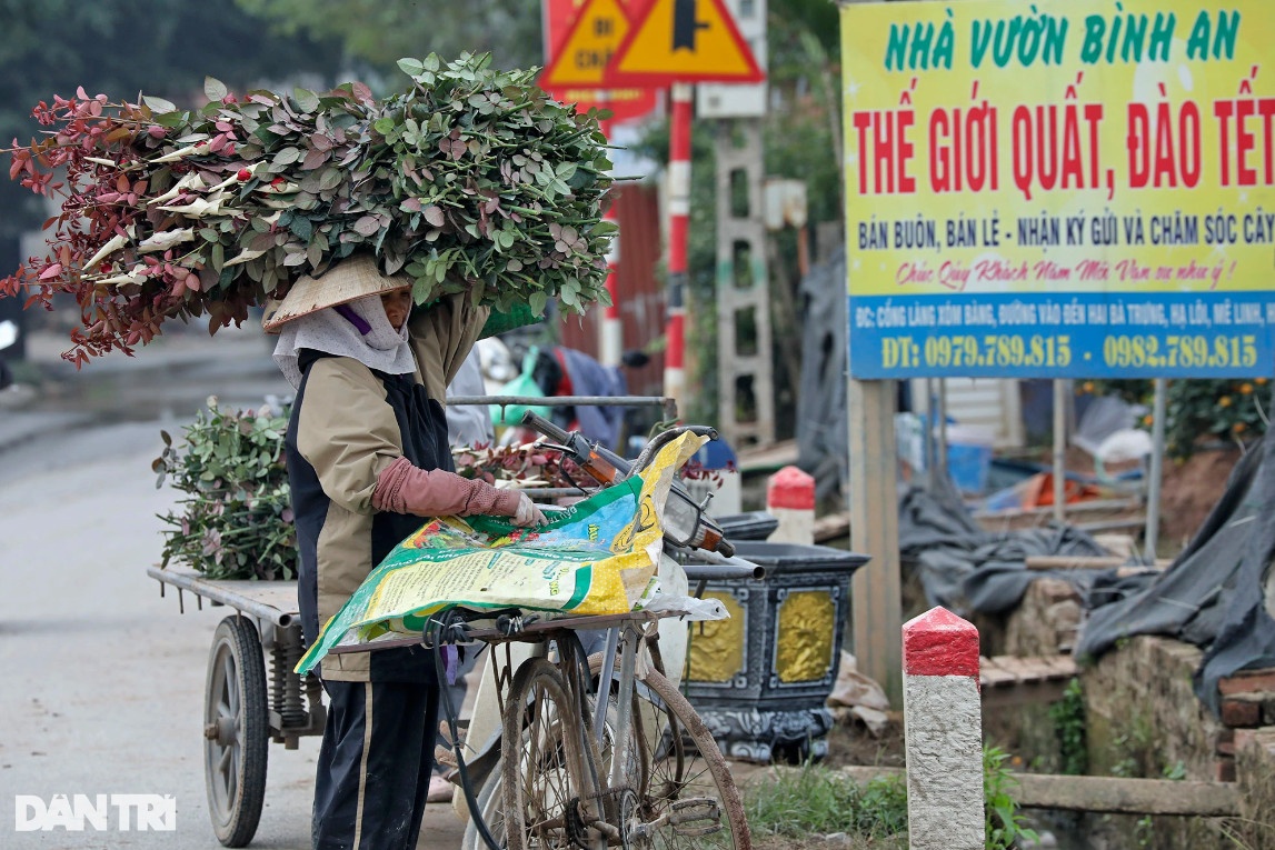 Vùng trồng hoa Mê Linh hối hả vào vụ Tết