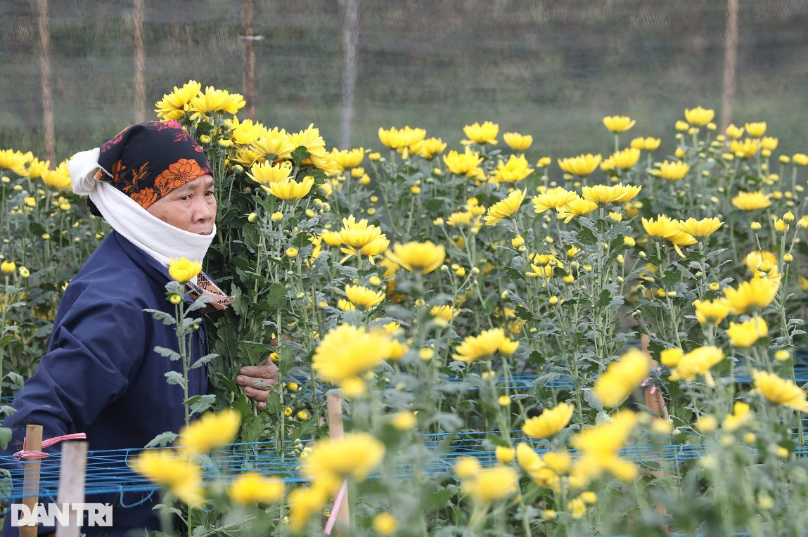 Vùng trồng hoa Mê Linh hối hả vào vụ Tết