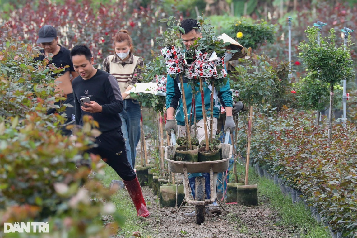 Vùng trồng hoa Mê Linh hối hả vào vụ Tết