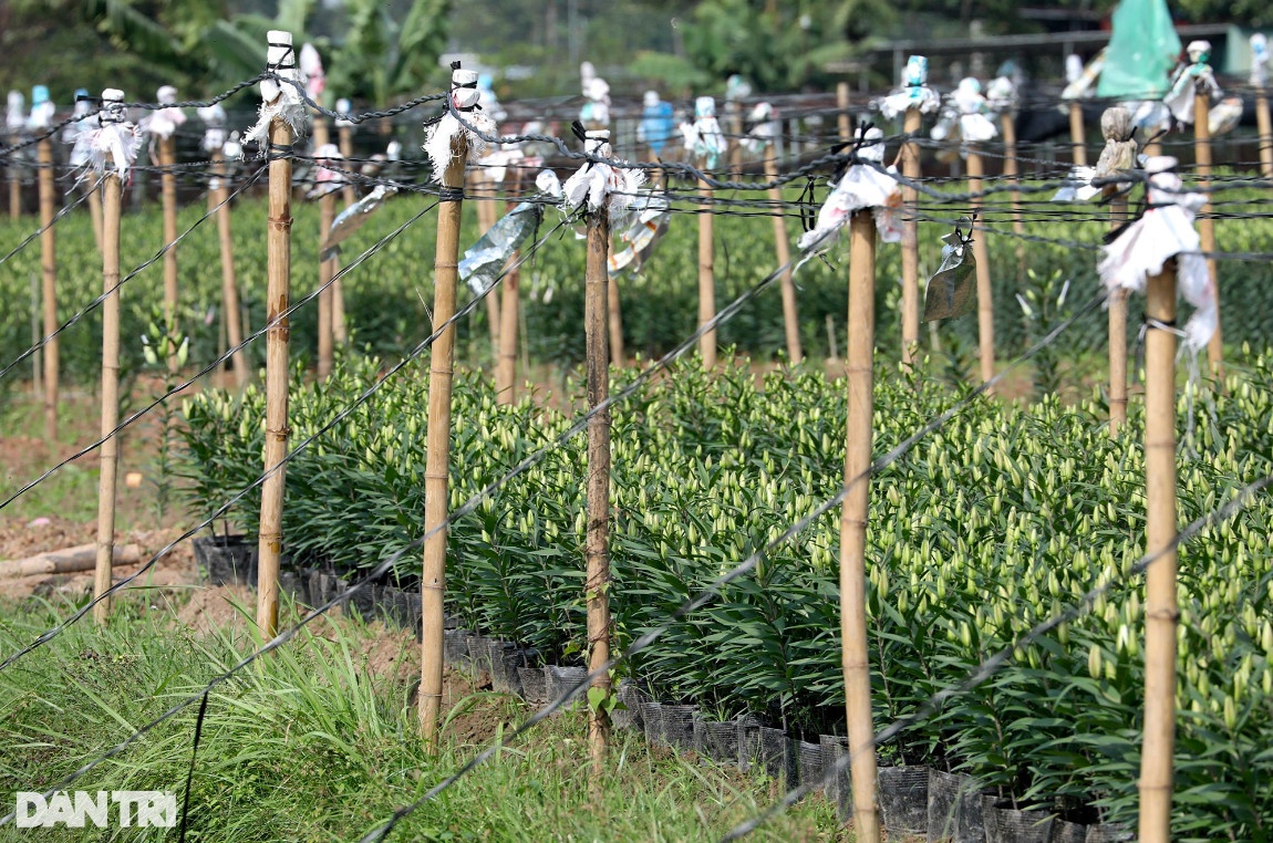 Những luống hoa ly chờ thu hoạch.