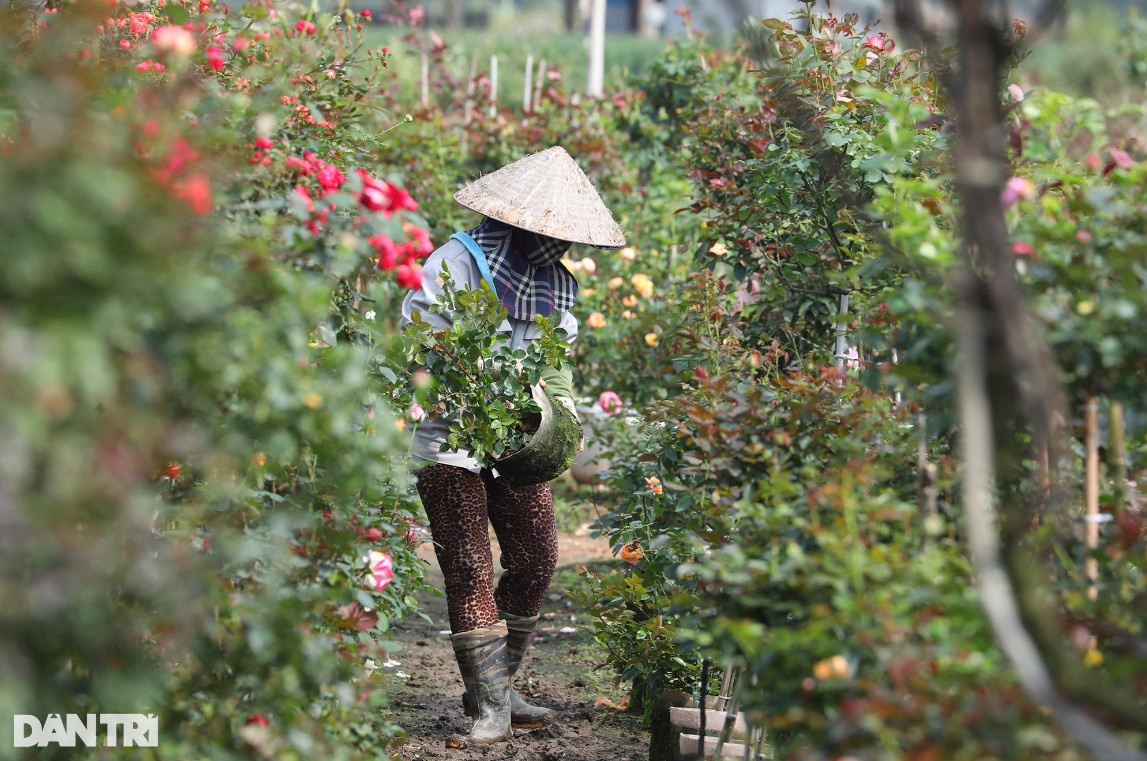 Vùng trồng hoa Mê Linh hối hả vào vụ Tết