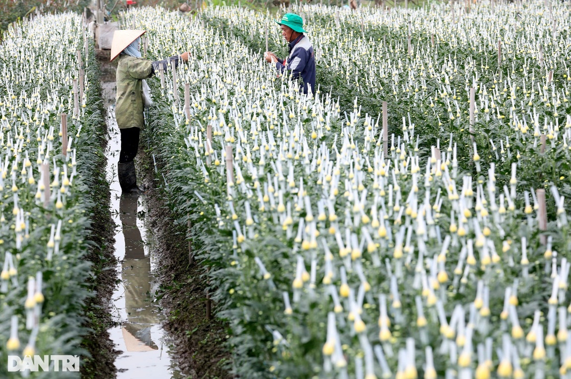 Vùng trồng hoa Mê Linh hối hả vào vụ Tết