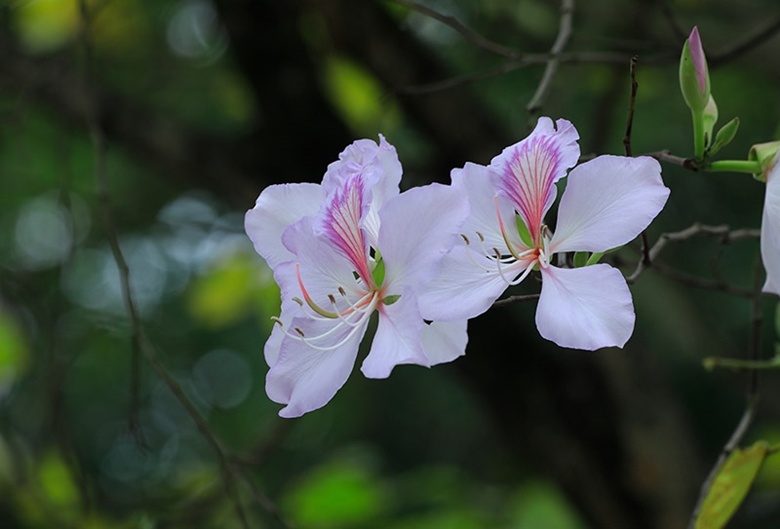 Thơ mộng sắc hoa tháng Ba