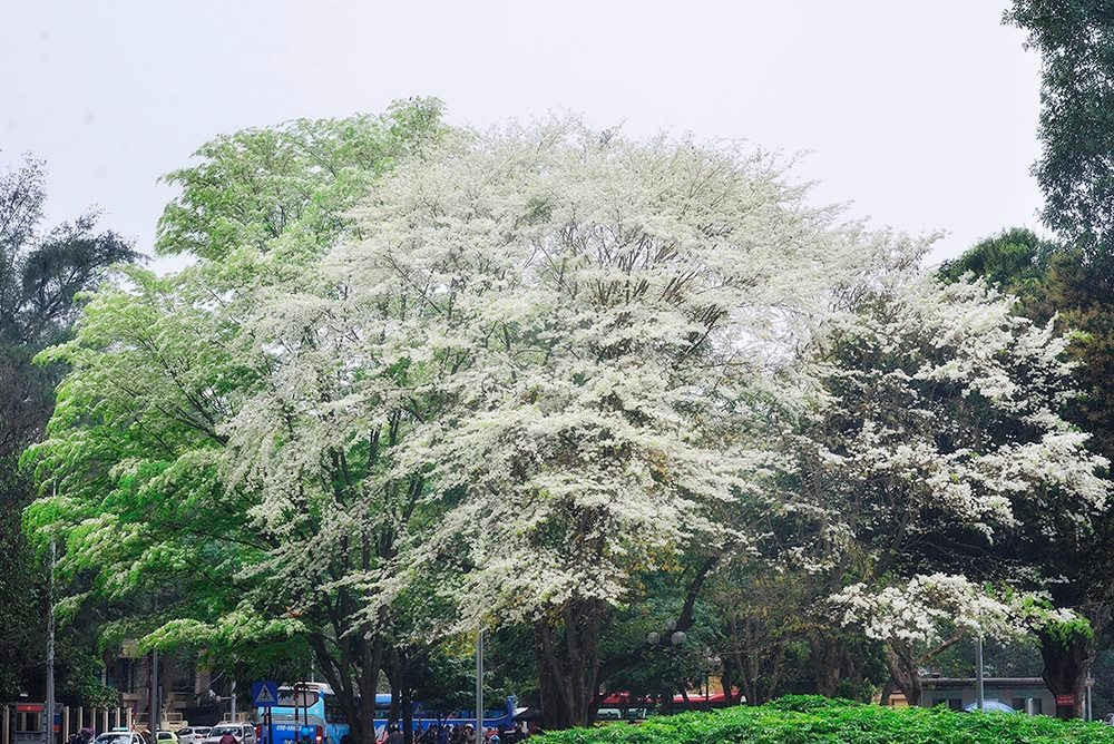Thơ mộng sắc hoa tháng Ba