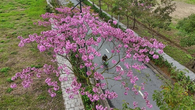 Thơ mộng sắc hoa tháng Ba