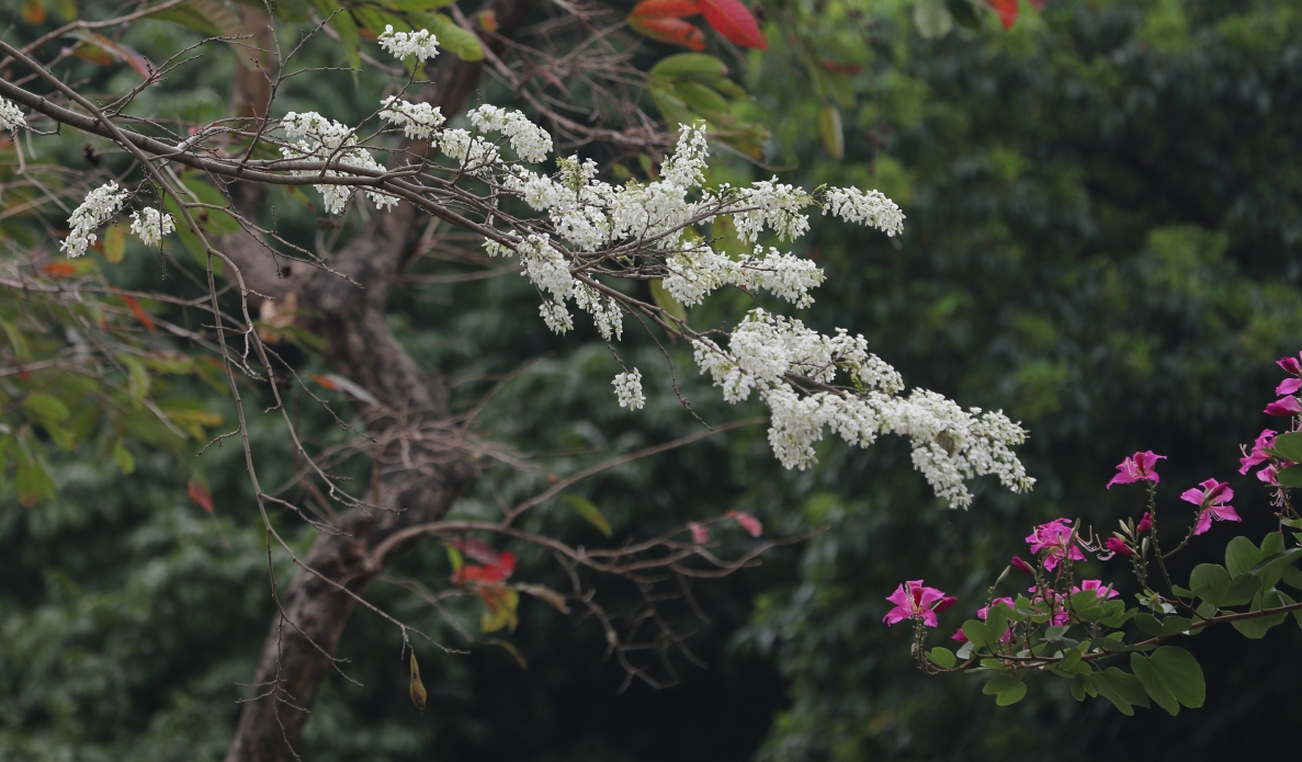 Thơ mộng sắc hoa tháng Ba