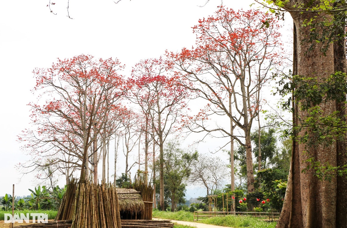 Con đường hoa gạo đẹp hiếm có ở Nghệ An