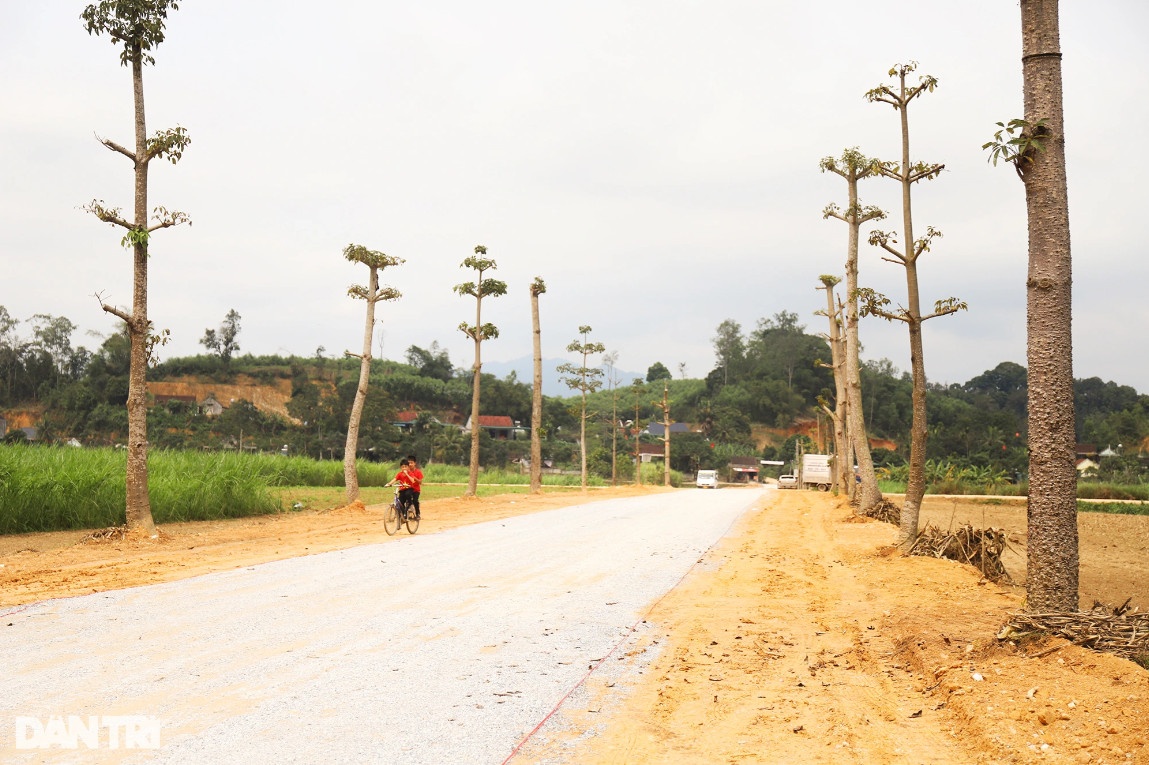 Con đường hoa gạo đẹp hiếm có ở Nghệ An