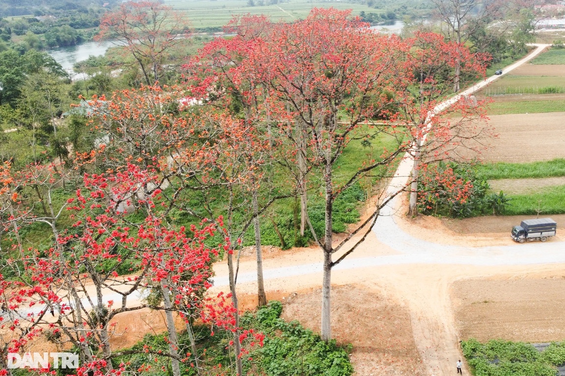 Con đường hoa gạo đẹp hiếm có ở Nghệ An