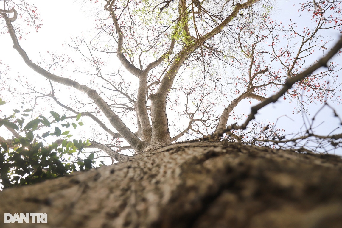 Con đường hoa gạo đẹp hiếm có ở Nghệ An