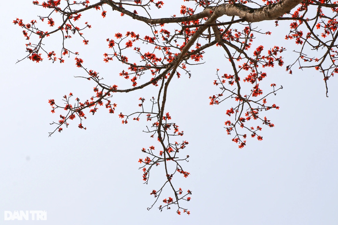 Con đường hoa gạo đẹp hiếm có ở Nghệ An