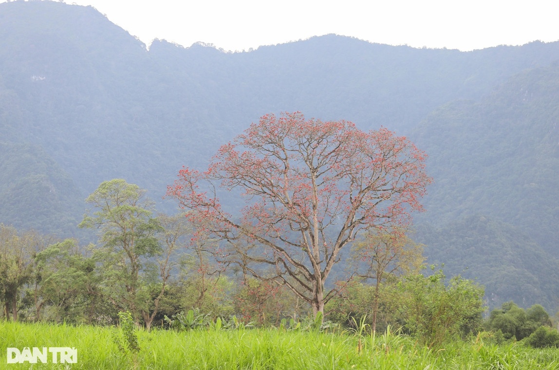 Con đường hoa gạo đẹp hiếm có ở Nghệ An