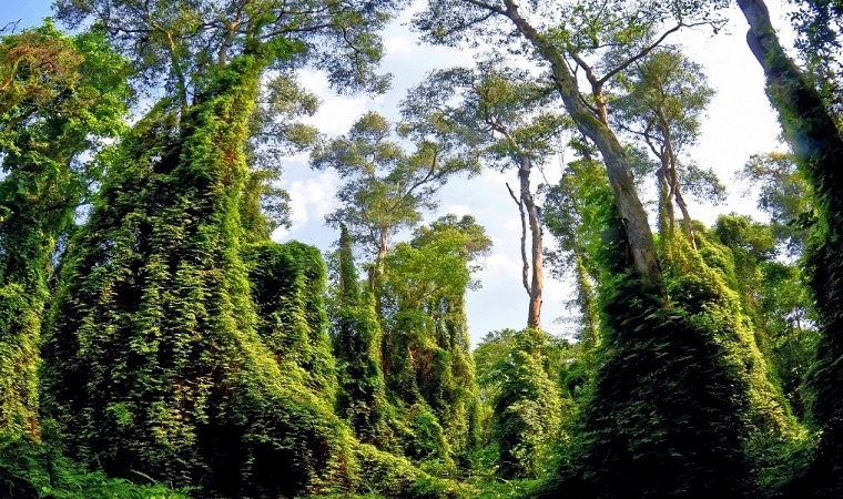 Dây bòng bong - Nét đẹp nơi rừng tràm Xẻo Quít
