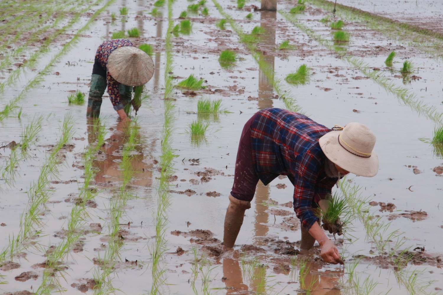 Kỳ II: Nông dân “điêu đứng” vì Luật thuế 71