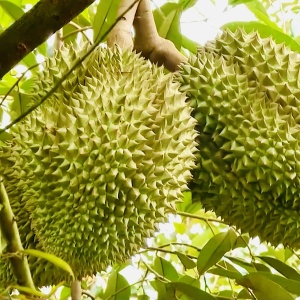 Tin tức kinh tế ngày 10/4: Giá sầu riêng giảm mạnh