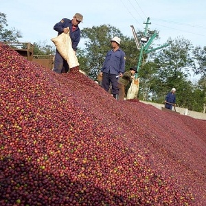 Tin tức kinh tế ngày 13/4: Xuất khẩu cà phê thiết lập kỷ lục mới