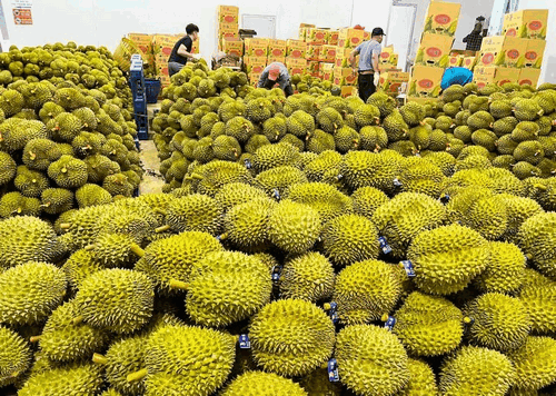 Tin tức kinh tế ngày 26/4: Xuất khẩu sầu riêng quý I thu về 253 triệu USD