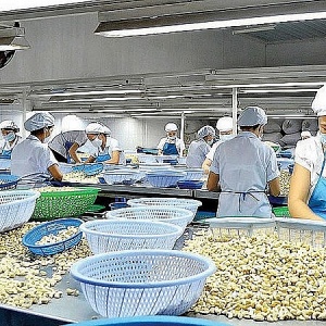 Tin tức kinh tế ngày 7/5: Xuất khẩu hạt điều lấy lại đà tăng trưởng