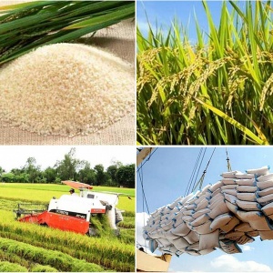 Tin tức kinh tế ngày 17/5: Sản lượng gạo toàn cầu dự báo đạt mức cao kỷ lục