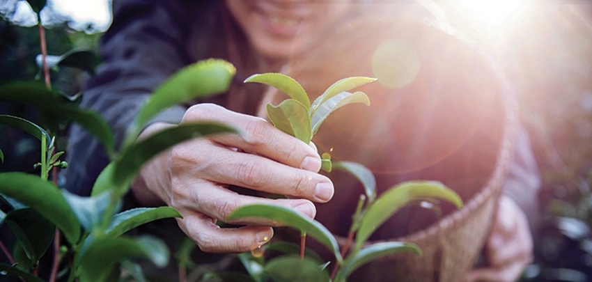 Kỳ VII: Áp thuế 5% cho mặt hàng phân bón là hợp lý nhất
