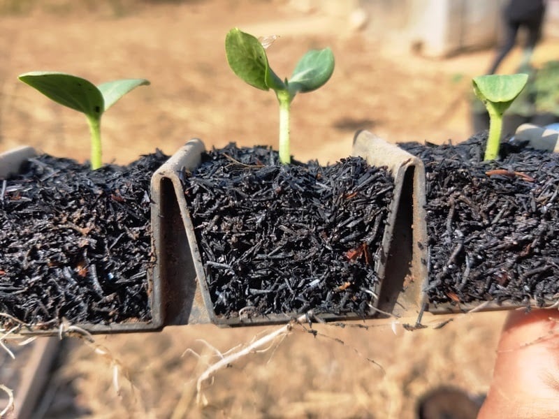 Mô hình lưu trữ carbon mới với các nước đang phát triển