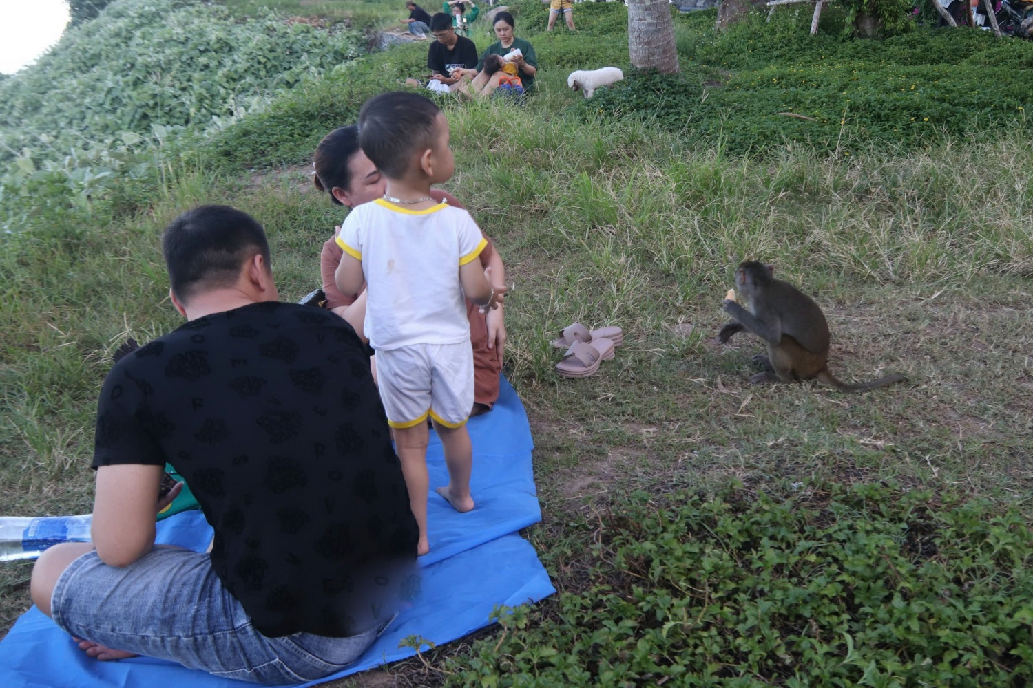 Đà Nẵng: Du khách đến Sơn Trà bị khỉ 