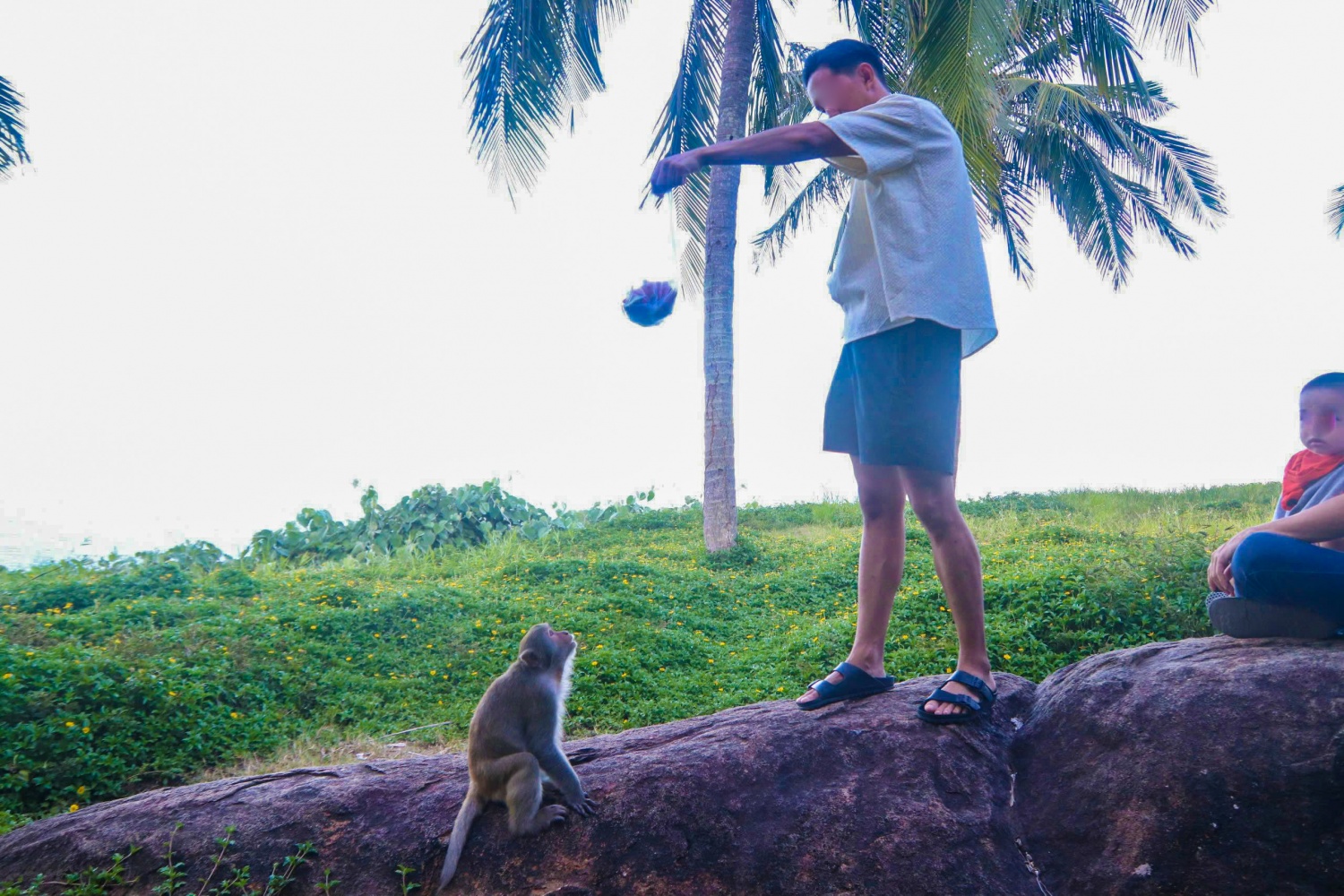 Đà Nẵng: Du khách đến Sơn Trà bị khỉ 