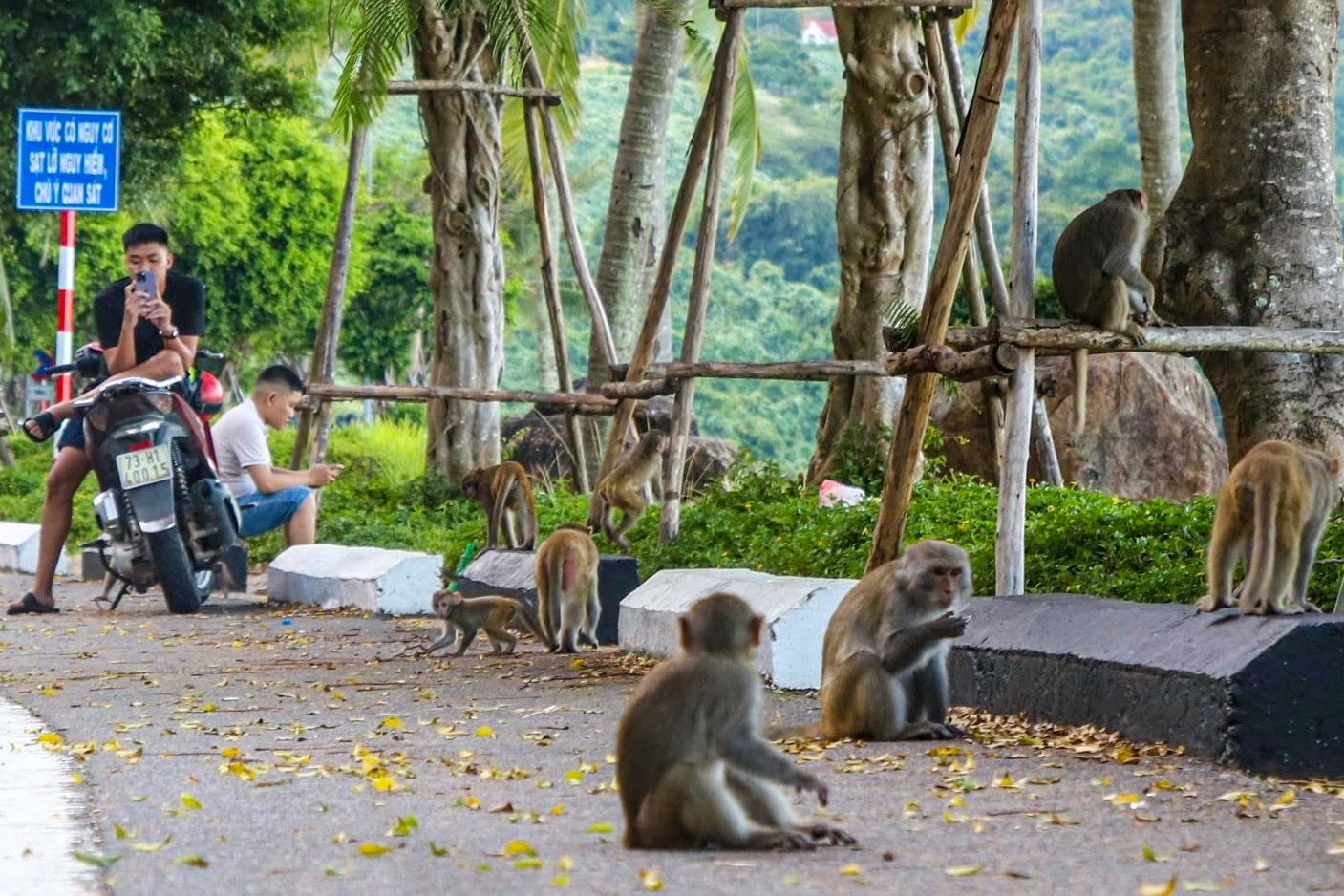 Đà Nẵng: Du khách đến Sơn Trà bị khỉ 